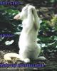Temmycat prays
